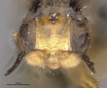 Media type: image;   Entomology 13370 Aspect: head frontal view